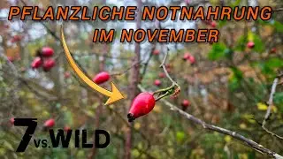 Pflanzliche Notnahrung im November | 7vswild Survival