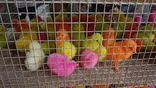 Ahmedabad Rewari Bajar /   Sunday Market ||  majedar videos  Badri murge kabutar Bakre majedar🕊🐥🐇