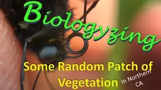 Biologyzing Some Random Patch of Vegetation (NorCal)