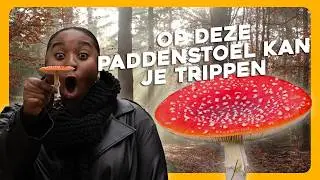 GIFTIGSTE paddenstoel ter wereld in NEDERLAND?! | Maar Natuurlijk