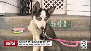 Over 150 dogs rescued from home of Ogden hoarder