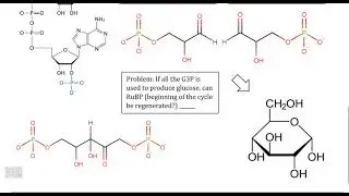 Photosynthesis II, Video II - The Calvin Cycle - Reduction Phase