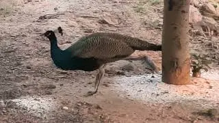 Peacock having fun in the forest#viral #lifeisbutadream #youtube #nature #trending #popular #reels 