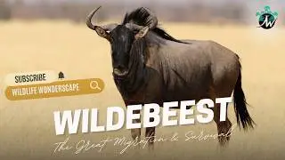 Wildebeest: The Great Migration & Survival | African Wildlife Documentary