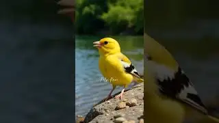 Canary Singing in Pure Harmony | Peksi Rawi