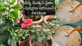 చిన్న మొక్కని సైతం పువ్వులు పూయించే fertilizer/ఈfertilizer ఇవ్వడం వల్ల గుత్తులు గుత్తులుగా పూస్తాయి.