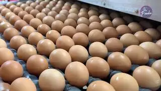 How Eggs Are Processed at the Country Hen | Small Bites from The Foodie