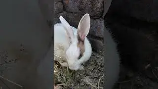 mix rabbit 🐇🫶🏻...  #cutepet #animals