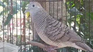 SUARA PANGGILAN PERKUTUT LOKAL AMPUH BUAT PANCINGAN BUNYI