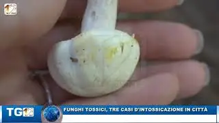 FUNGHI TOSSICI, TRE CASI D'INTOSSICAZIONE IN CITT&Agrave;