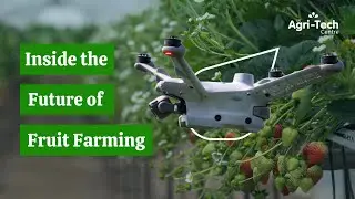 Boosting Strawberry Yields with Drones and AI | The Precision Pollination Project