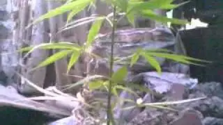 tribal seeds:reggae