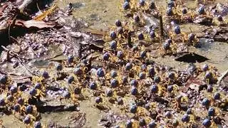 Soldier Crabs that look like an invading alien army - Scotland Island