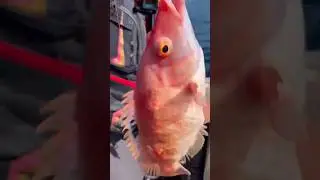 Tastest Fish Ever? #fishing #eatingfish #fish #jigfishing