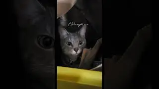 No privacy. I'm not a peeping Tom, I'm a peeping mom.