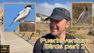 Fuerteventura Birdwatching Part 2 2025. Grey Shrike, Barbary Partridge, Canon R7 & RF 200-800mm. 4K