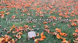 Flame of the forest flower