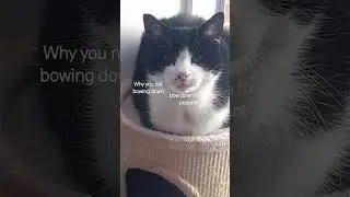 loaf king (ANTIZOO) #cat #antizoo #therian #cats #fyp