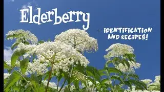 Elderberry Identification and Recipes
