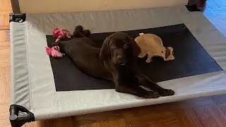 Lana the Pudelpointer pt7 Place Training
