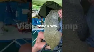 Visitors Shimango Monkey - very rare Monkey