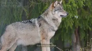 Wonders of the world ; Ethiopian Endemic animals and landscape