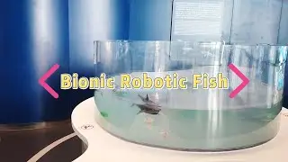 Bionic Robotic Fish Demonstration | Exploring Biomechanics through Biomimetic Swimming