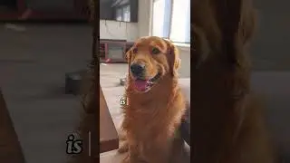 Biggest Regret #viral #dogs #india #funny #goldenretriever #canada #pet #puppies #dogsofyoutube