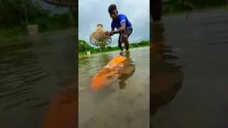 Beautiful fishing by polo #fishvideo #bigfish #shorts