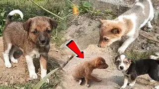 The puppies' mother isn't with them today | cute puppies videos 
