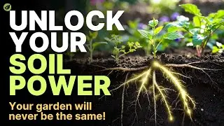 How Plants Supercharge Your Soil: Unlock Hidden Nutrients Naturally