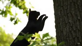 Video of Cat Climbing Tree