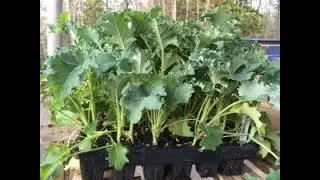Seed Planting and Microgreens Workshop
