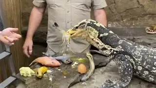 Our Philippines water monitor is truly a beautiful and amazing lizard 🤩 but he can get a little