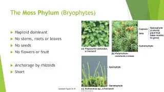 Kingdoms and Plant Phyla