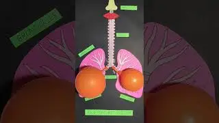 Respiratory System Working Model 
