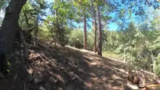 Fern Trail to The Hollow Tree