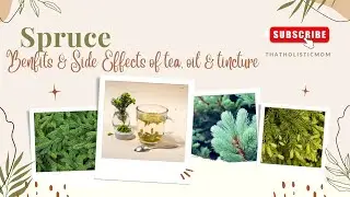 Benefits of Spruce Tips & How To Use Them