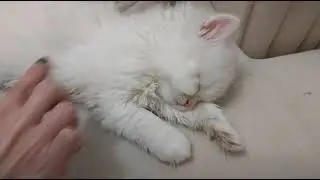 خانوادگی طور ❤️ #حیوان_خانگی #گوربا #پیشی #cuteanimal #family cats #animalcat #عاشقانه_های_من 
