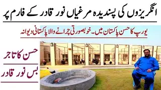 Biggest Modern Fancy Chicken Farm in Pakistan || Village Info Official