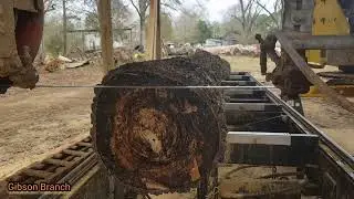 Sawmilling | Unique Persimmon Slabs