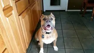Capone Tries NOMNOMNOW Will He Eat His Veggies?