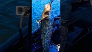 👆🏻v&iacute;deo completo #fishingbloggers #vlogfishing #fishingbloggers #videospescando