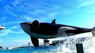 シャチパフォーマンス（ラビープッシングパトロール上陸、ララ上陸、ルーナベリービート連発）