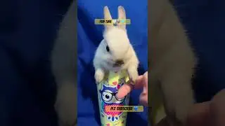Netherland Dwarf Bunny the smallest rabbit in world #brazil #mybunny #coelhoanao #cutebunny