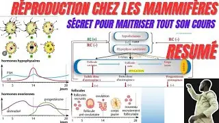 R&eacute;sum&eacute; :REPRODUCTION CHEZ LES MAMMIF&Egrave;RES #en 3 minutes