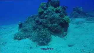 Unlocking Secrets of Sea Urchins: How They Shape Marine Ecosystems and Our Understanding of AI