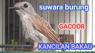 SUWARA BURUNG KANCILAN BAKAU