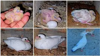 Baby pigeon Growth Day by Day 25 Days progress complete