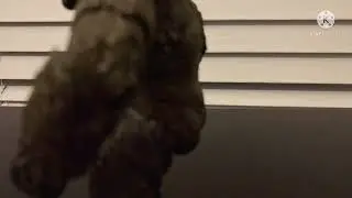 Kong breaking his chain(part of the remake Godzilla vs Kong)
